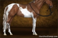 Horse Color:Silver Buckskin Tobiano Rabicano 