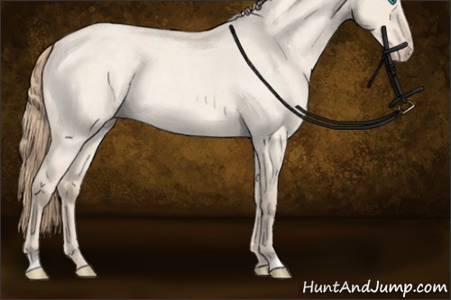 Horse Color:Perlino Roan Dun Sabino Rabicano 