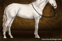 Horse Color:Perlino Roan Dun Sabino Rabicano