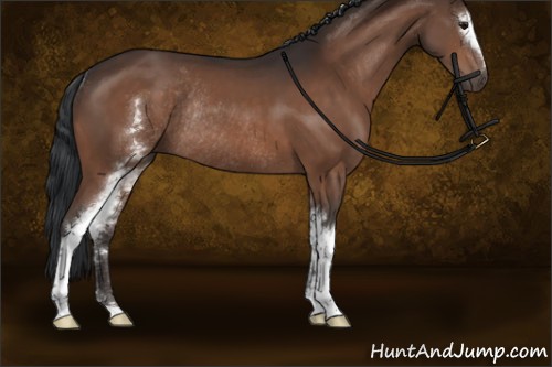 Horse Color:White Spotted Brown Sabino Rabicano 