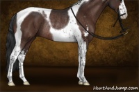Horse Color:Bay Sabino Tobiano Rabicano 