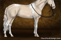 Horse Color:Cremello Splash Tobiano Rabicano 