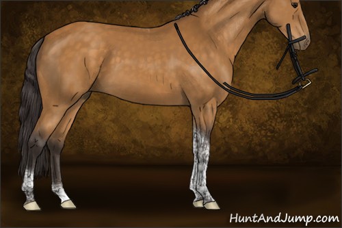 Horse Color:Buckskin Tobiano Rabicano 