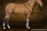 Horse Color:Buckskin Tobiano Rabicano 