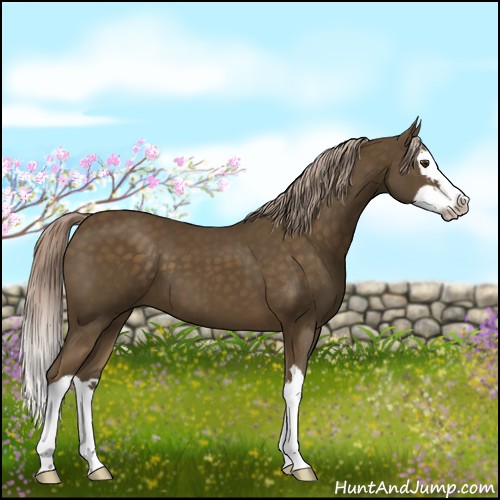 Horse Color:Chocolate Palomino Splash
