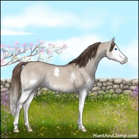 Horse Color:Liver Red Dun Splash Brindle 
