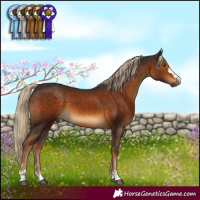 Horse Color:Gray Chocolate Palomino 