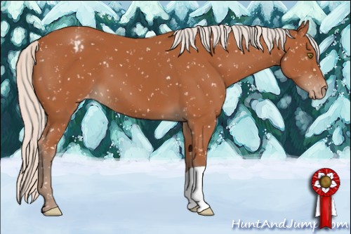 Horse Color:Silver Bay Appaloosa 