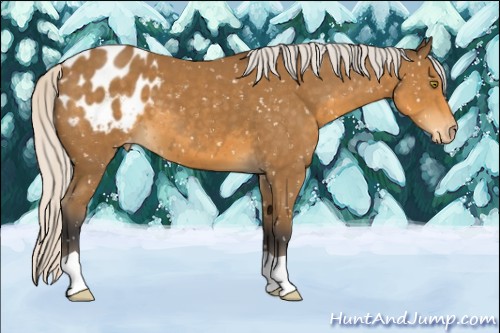 Horse Color:Silver Buckskin Appaloosa 