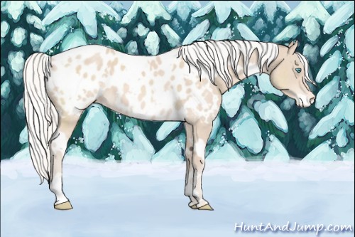 Horse Color:White Spotted Silver Perlino Appaloosa