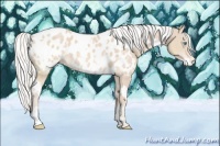 Horse Color:White Spotted Silver Perlino Appaloosa 