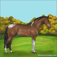 Horse Color:Buckskin Tobiano Rabicano 