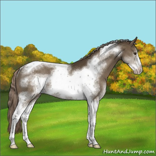 Horse Color:Chocolate Palomino Sabino Tobiano Frame Rabicano
