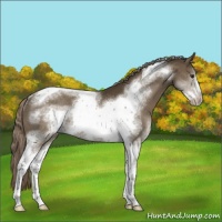 Horse Color:Chocolate Palomino Sabino Tobiano Frame Rabicano 