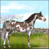 Horse Color:White Spotted Liver Chestnut Splash Varnish 
