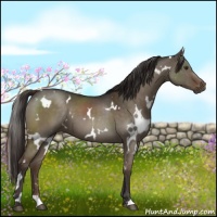 Horse Color:White Spotted Liver Red Dun 