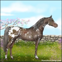Horse Color:White Spotted Liver Chestnut Mushroom Appaloosa 
