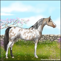 Horse Color:White Spotted Liver Red Dun Appaloosa 