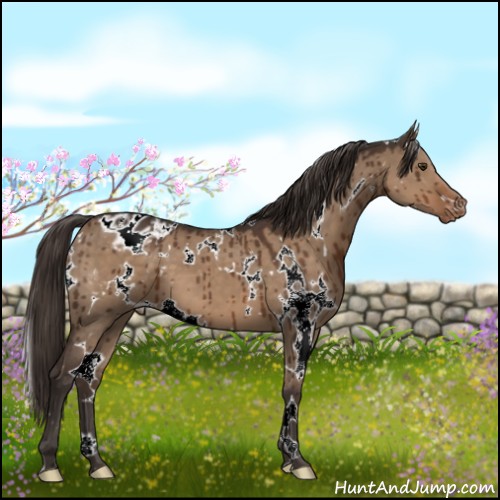 Horse Color:White Spotted Liver Red Dun Appaloosa Brindle 