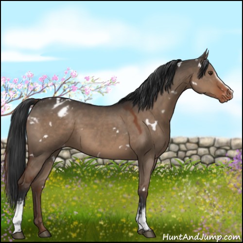 Horse Color:White Spotted Liver Red Dun Appaloosa 