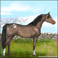 Horse Color:White Spotted Liver Red Dun Varnish 