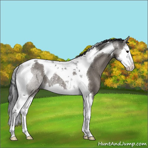 Horse Color:Black Splash Tobiano Rabicano 