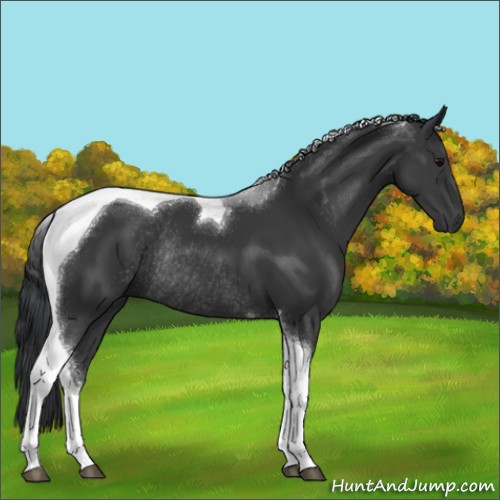 Horse Color:Black Sabino Tobiano Rabicano 