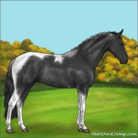 Horse Color:Black Sabino Tobiano Rabicano 