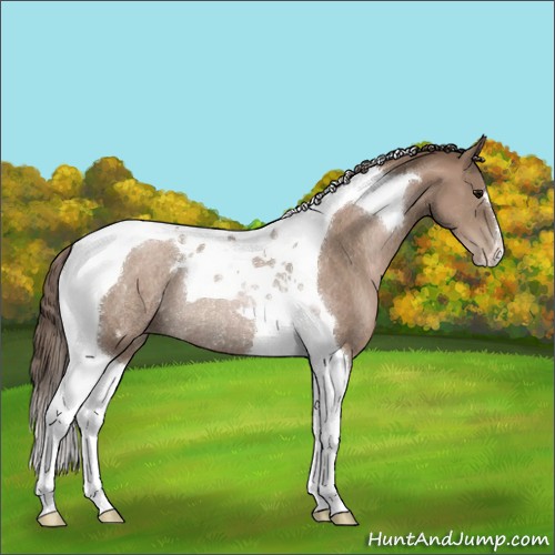 Horse Color:Black Pearl Tobiano Rabicano