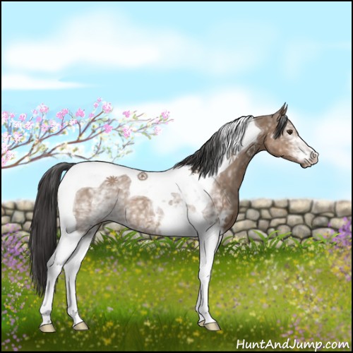 Horse Color:White Spotted Liver Red Dun Tobiano 