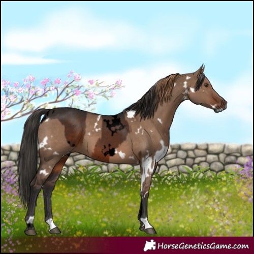 Horse Color:Gray Void White Spotted Liver Chestnut and White Spotted Liver Red Dun