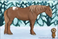Horse Color:Chestnut Appaloosa 