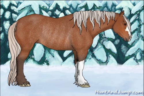 Horse Color:Silver Bay Rabicano 