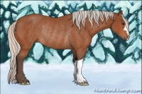 Horse Color:Silver Bay Rabicano 