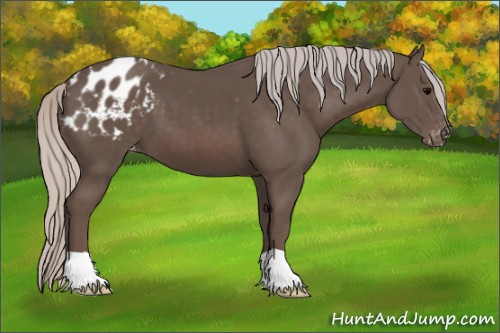 Horse Color:Silver Black Appaloosa 