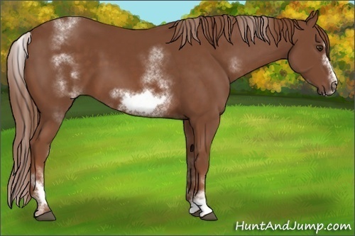 Horse Color:White Spotted Chestnut Sabino Frame 