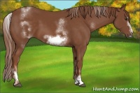 Horse Color:White Spotted Chestnut Sabino Frame