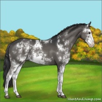 Horse Color:Black Sabino Rabicano