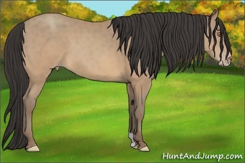 Horse Color:Sable Champagne 