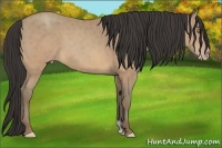Horse Color:Sable Champagne 