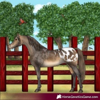Horse Color:Buckskin Blanket 