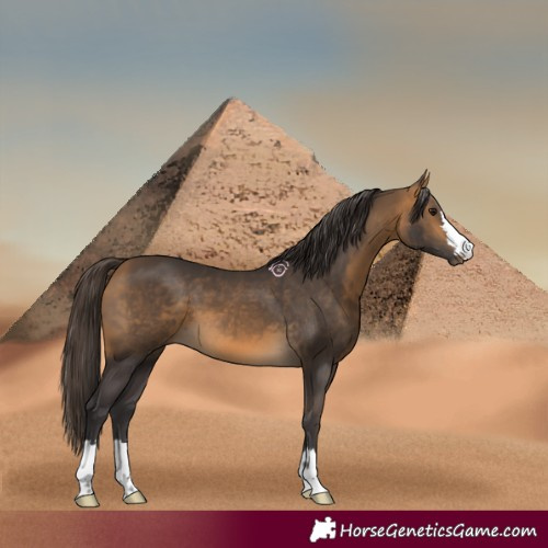 Horse Color:Buckskin 