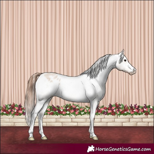 Horse Color:Bay Roan Dun Sabino Varnish 