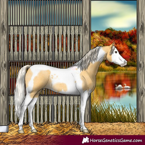 Horse Color:Palomino Roan Splash Tobiano 