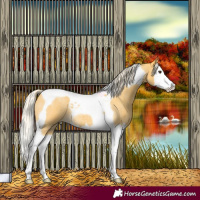Horse Color:Palomino Roan Splash Tobiano 