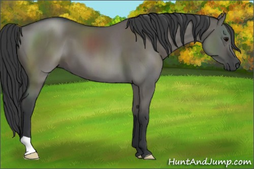 Horse Color:Grullo 
