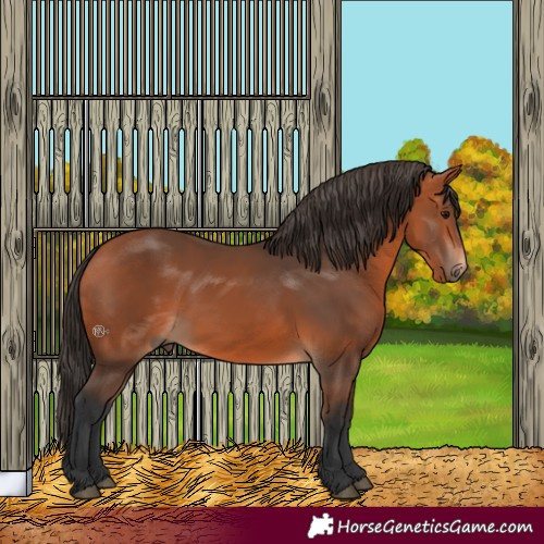 Horse Color:Bay 