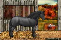 Horse Color:Black 
