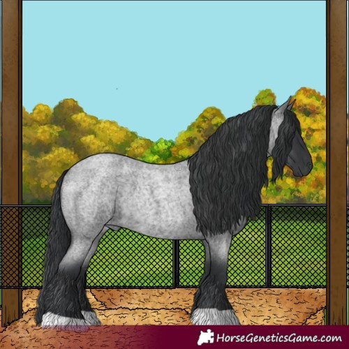 Horse Color:Blue Roan Rabicano
