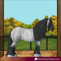 Horse Color:Blue Roan Rabicano 